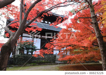 京都東福寺的秋天的落葉 88823226