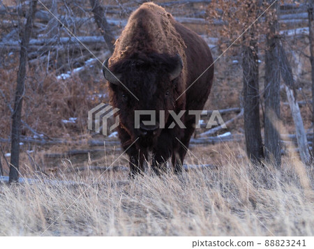 American bison walking in the meadow American bison walking in the meadow 88823241
