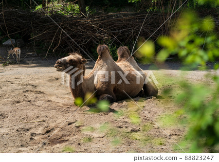 Camel laying in the zoo with green leaves in front Camel laying in the zoo with green leaves in front 88823247