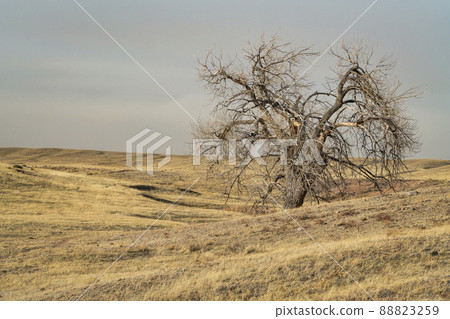 lonely tree in northern Colorado prairie lonely tree in northern Colorado prairie 88823259