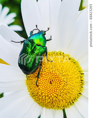 Big green beetle on flower. Shiny insect sits on white daisy. Big green beetle on flower. Shiny insect sits on white daisy. 88823265