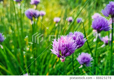 Purple onion flower close up. Natural background. Growing chive in garden. Purple onion flower close up. Natural background. Growing chive in garden. 88823278