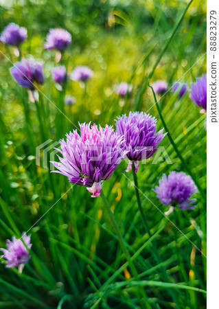 Purple onion flower close up. Natural background. Growing chive in garden. Purple onion flower close up. Natural background. Growing chive in garden. 88823279
