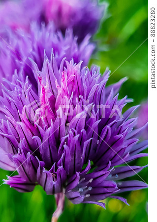 Purple onion flower close up. Natural background. Growing chive in garden. Purple onion flower close up. Natural background. Growing chive in garden. 88823280