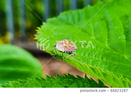 Bug sits on green leaf. Insect pest in garden. Bug sits on green leaf. Insect pest in garden. 88823287