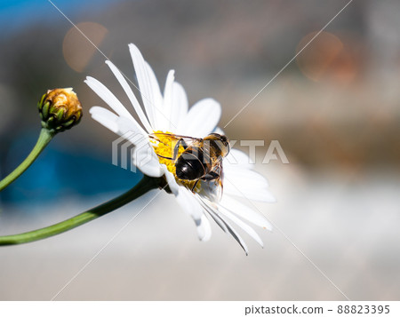 detail of a daisy with a bee collecting nectar in the field detail of a daisy with a bee collecting nectar in the field 88823395