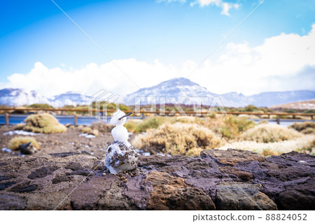 The Vulcano El Teide at Tenerife 88824052