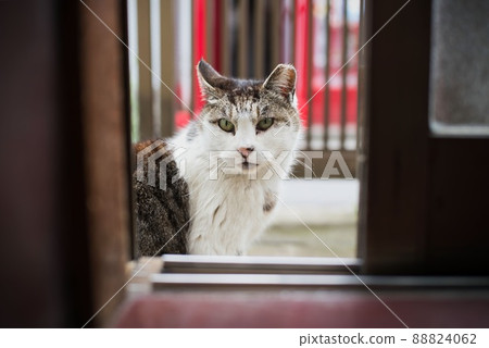 日本流浪貓 88824062