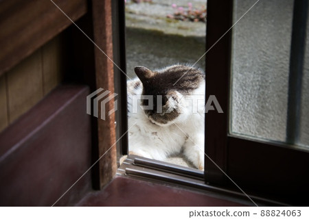 日本流浪貓 88824063