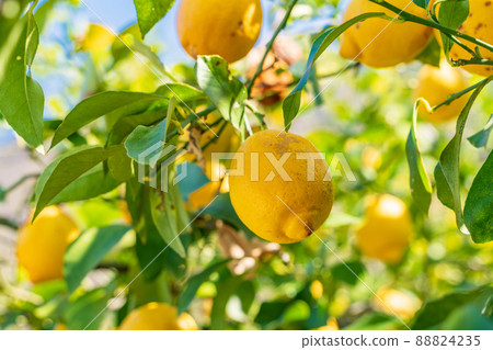 Setouchi Shimanami Kaido, Lemon Valley, Lemon with a bell Setouchi Shimanami Kaido, Lemon Valley, Lemon with a bell 88824235