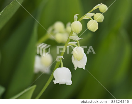 German lily of the valley close-up 88824346