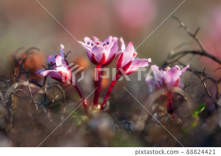 Alpine azalea (Kalmia procumbens) Alpine azalea (Kalmia procumbens) 88824421