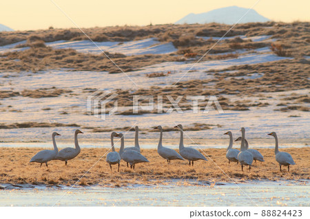 A flock of white tundra swans on a swampy river bank A flock of white tundra swans on a swampy river bank 88824423