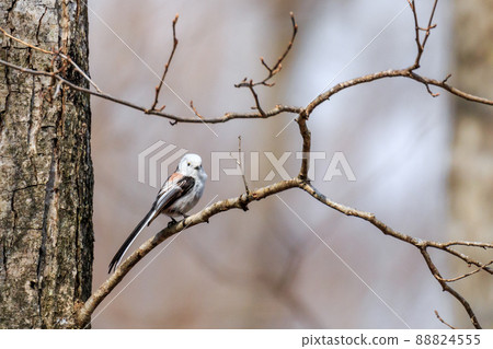 Long-tailed tit I met in the forest of early spring in Shiraoi-cho, Hokkaido [April] 88824555