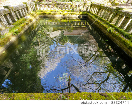 Murouji pond where cherry blossoms are reflected Murouji pond where cherry blossoms are reflected 88824744