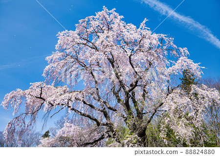凝結尾跡和櫻花 凝結尾跡和櫻花 88824880