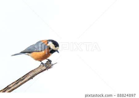 Varied Tit Perched on a Twig I Met in a Park in Takikawa City, Hokkaido [April] 88824897