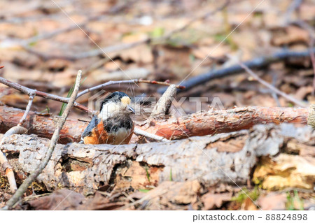 Varied Tit Collecting Nest Building Materials in Takikawa City, Hokkaido [April] 88824898
