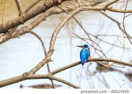 Kingfisher waiting for fish by the pond in Takikawa City, Hokkaido [April] 88824899