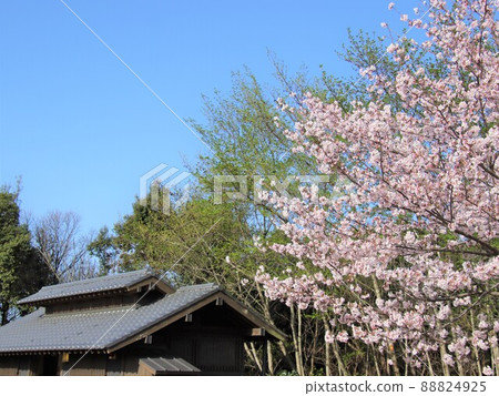 明亮的藍天和美麗的櫻花 明亮的藍天和美麗的櫻花 88824925
