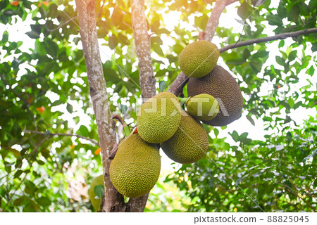 jackfruit on the jackfruit tree tropical fruit summer on nature leaf background 88825045