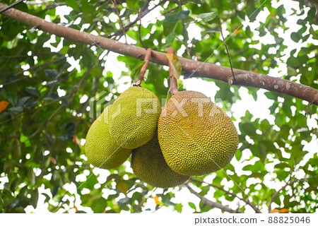 jackfruit on the jackfruit tree tropical fruit summer on nature leaf background 88825046