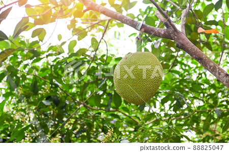 jackfruit on the jackfruit tree tropical fruit summer on nature leaf background 88825047