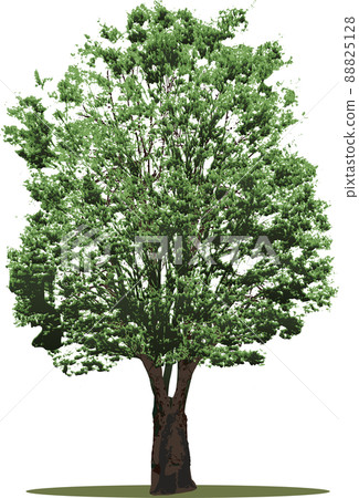 Tree tree Tree tree 88825128