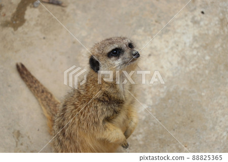 看看Meerkat 88825365