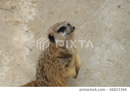看看Meerkat 看看Meerkat 88825366