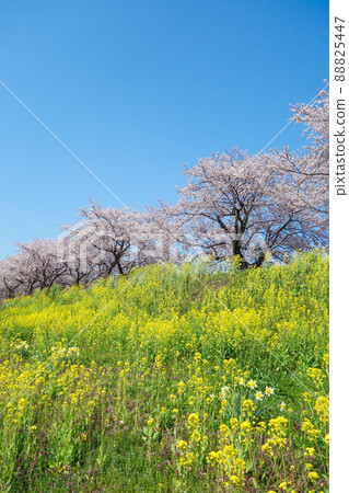 沿著鯖江/日野川堤岸，櫻花和油菜花春季比賽 88825447