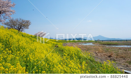 沿著鯖江/日野川堤岸，櫻花和油菜花春季比賽 88825448