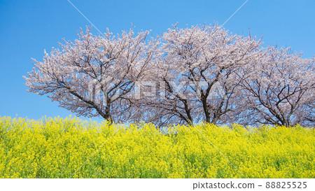 Along the Sabae / Hino River embankment, cherry blossoms and rape blossoms spring competition 88825525