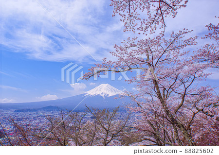 Cherry blossoms at Shinagurayama Asama Park 88825602