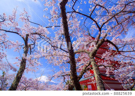 Cherry blossoms at Shinagurayama Asama Park Cherry blossoms at Shinagurayama Asama Park 88825639