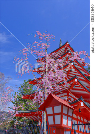 Cherry blossoms at Shinagurayama Asama Park 88825640