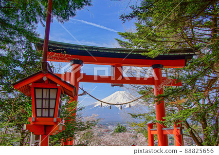 在Shinagurayama淺間公園的櫻花 在Shinagurayama淺間公園的櫻花 88825656