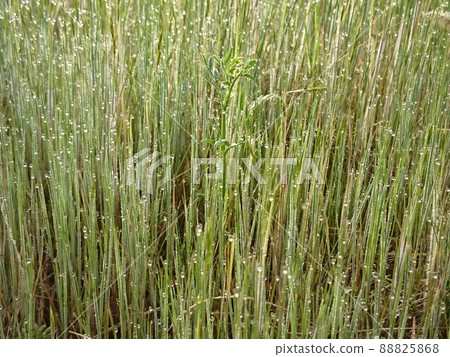 Riverside flowers 88825868