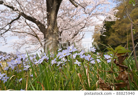 水沼場：水沼代水東緣水沼櫻花走廊片屋新田 88825940