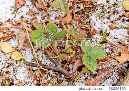 Small Strawberry Plants Surrounded by a Thin Fresh Layer of Graupel Snow in Spring Small Strawberry Plants Surrounded by a Thin Fresh Layer of Graupel Snow in Spring 88826163