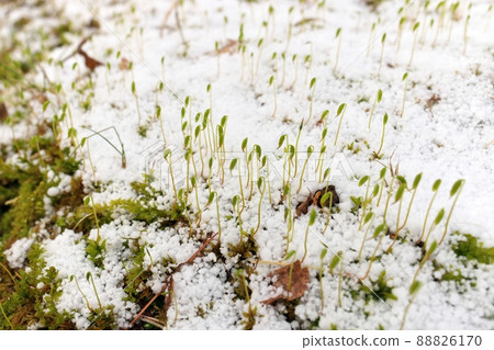 Young Sphagnum Moss Shoots Sprout Through a Fresh Layer of Graupel Snow in Spring 88826170