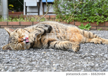 Cat sleep 88826484