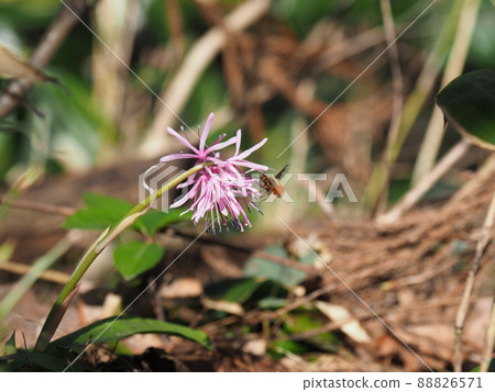 Greater bee fly visiting Heloniopsis orientalis 88826571