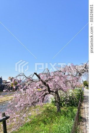 京都鴨川垂枝櫻花 京都鴨川垂枝櫻花 88826681