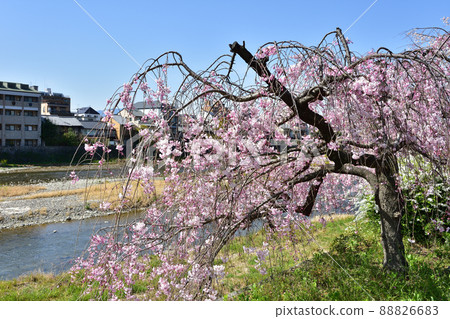 京都鴨川垂枝櫻花 京都鴨川垂枝櫻花 88826683