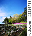 Photo of flower field and blue sky 88826738