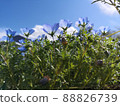 A photo of the blue sky and nemophila seen from below 88826739