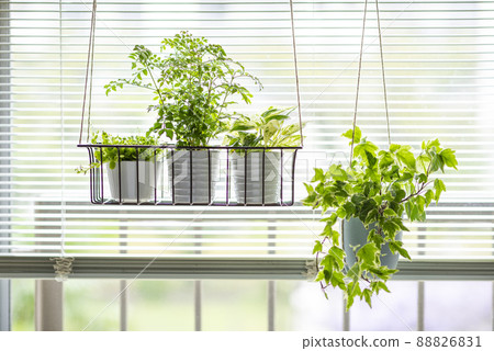 Ornamental plants Griffith's ash, Potos, Peperomia, Ivy Ornamental plants Griffith's ash, Potos, Peperomia, Ivy 88826831