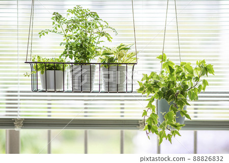 Ornamental plants Griffith's ash, Potos, Peperomia, Ivy 88826832