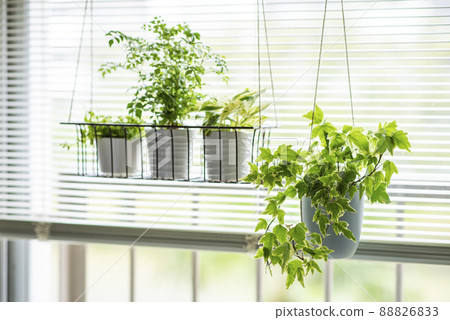 觀賞植物 Griffith's ash, Potos, Peperomia, Ivy 88826833